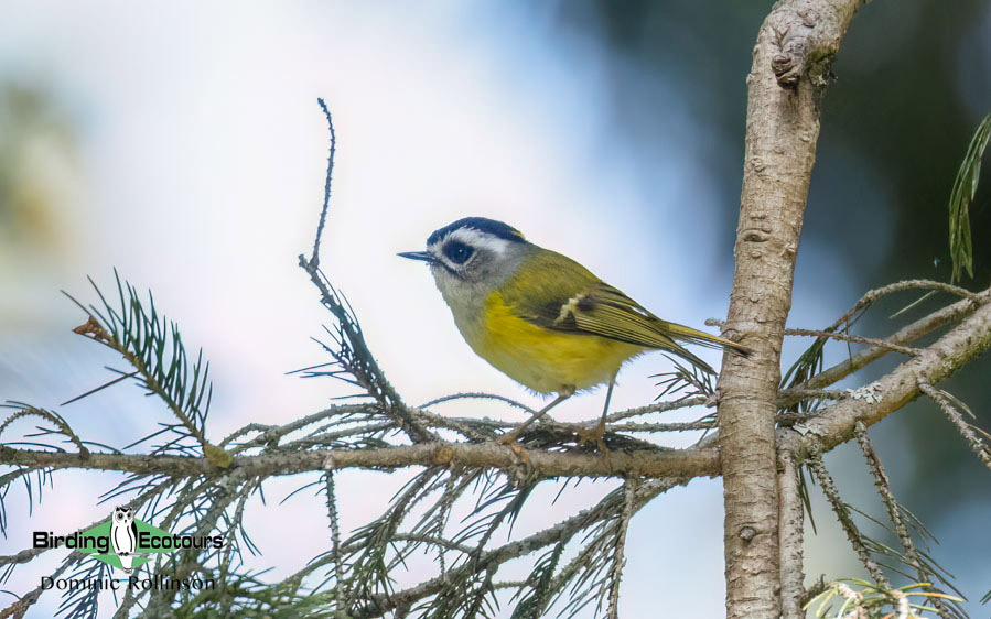 Taiwan Birding Extravaganza Trip Report