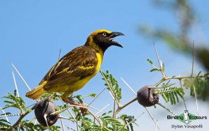 Eastern Uganda Birding Tour