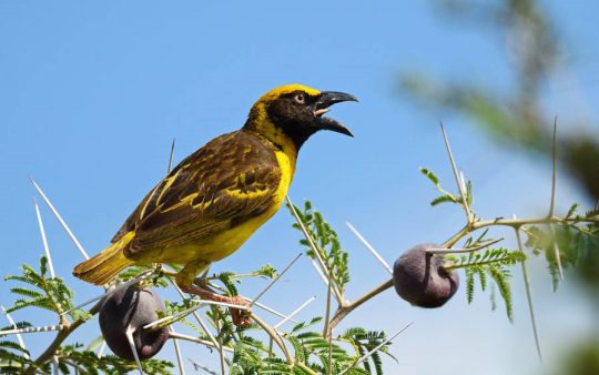 Eastern Uganda Birding Tour