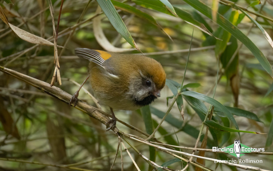 Taiwan Birding Extravaganza Trip Report