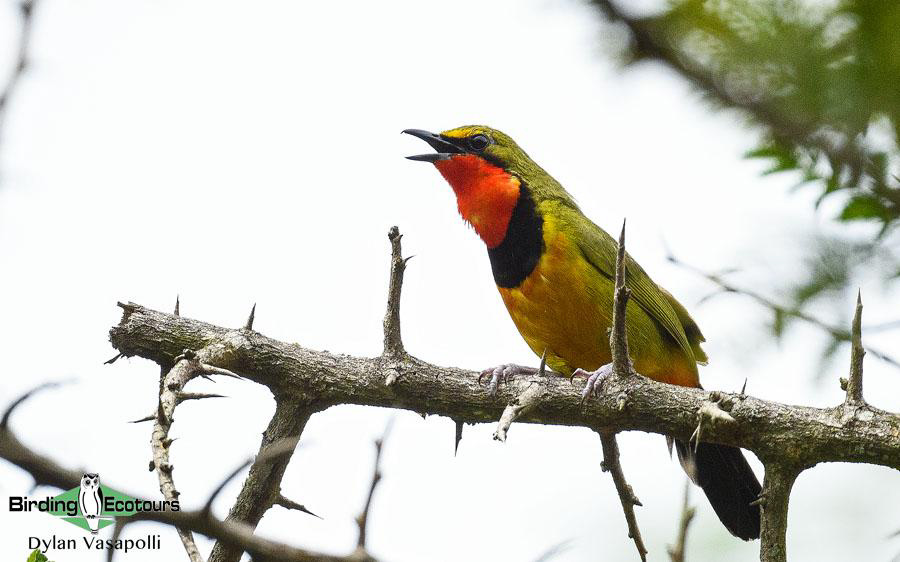 Zululand birding tours