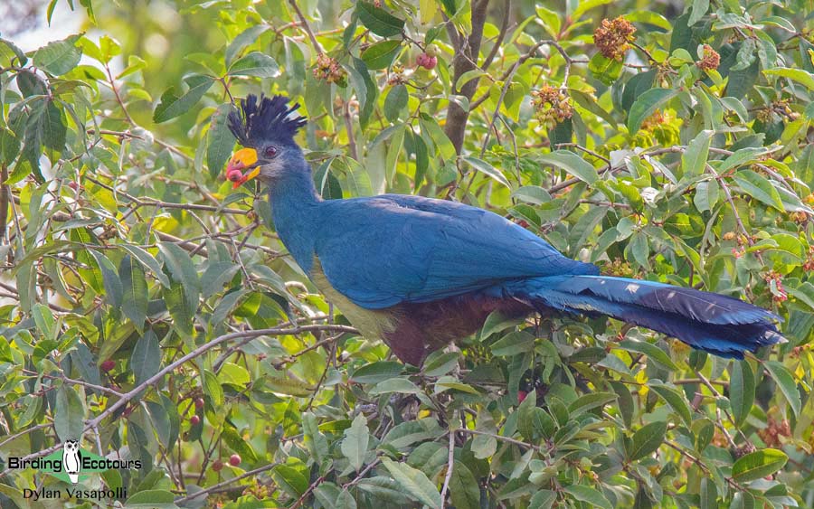 Uganda Birding Tour