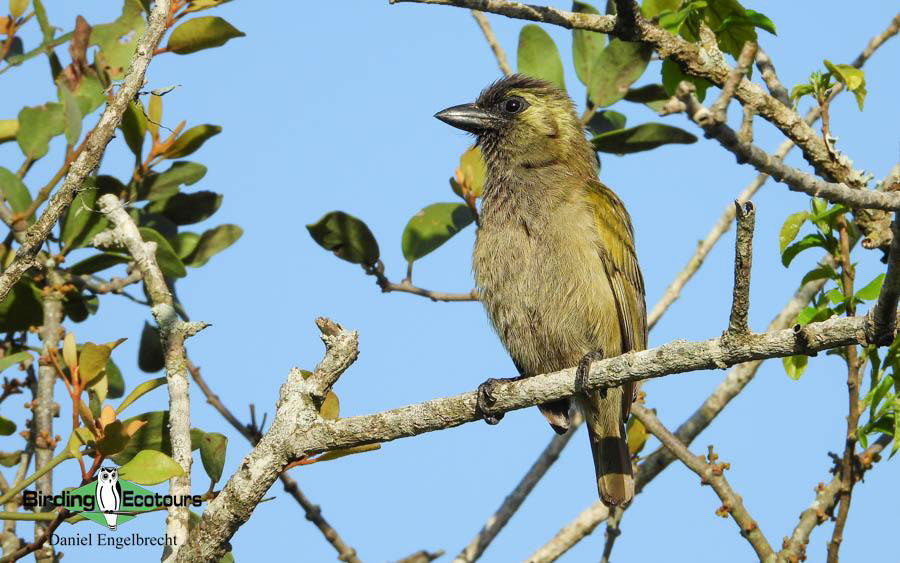 Zululand birding tours
