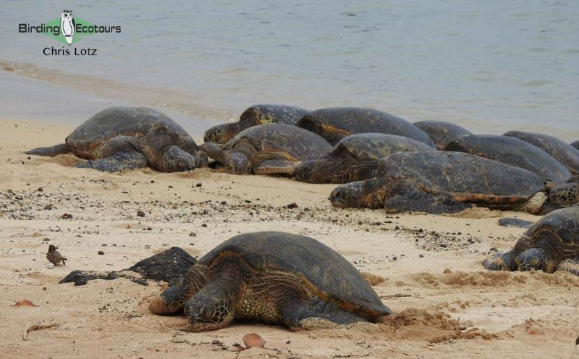 Hawaii Private Birding Tour Report