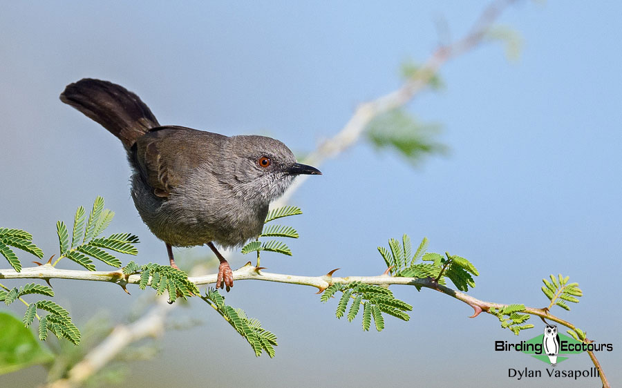 Eastern Uganda Birding Tour