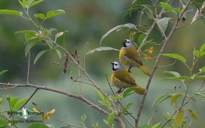 Eastern Uganda Birding Tour