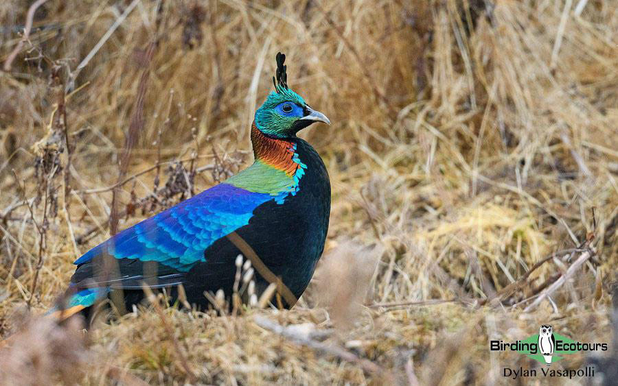 birdwatching colors