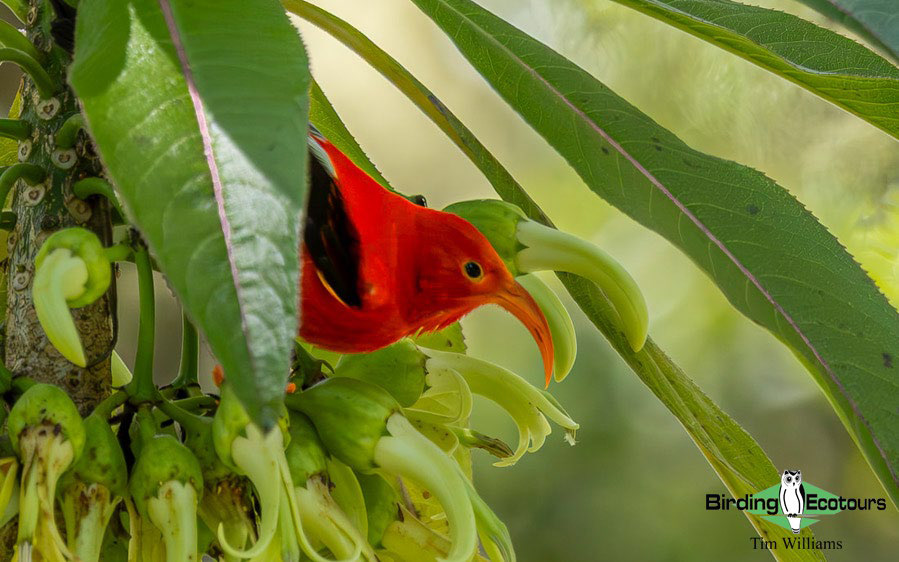 Hawaii Private Birding Tour Report