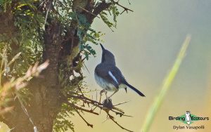 Eastern Uganda Birding Tour