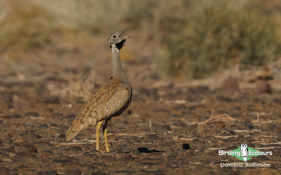 Northern Cape birding tour