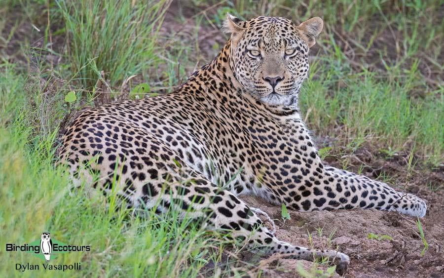 Subtropical South Africa Birding Tour
