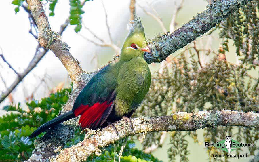 Zululand birding tours