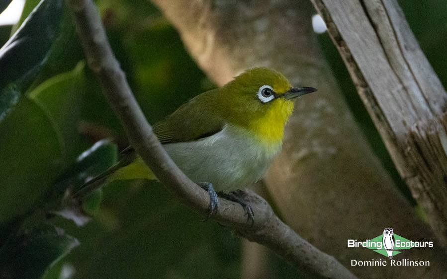 Taiwan Birding Extravaganza Trip Report