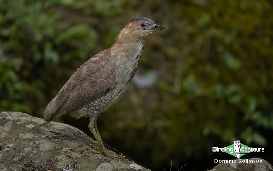 Taiwan Birding Extravaganza Trip Report