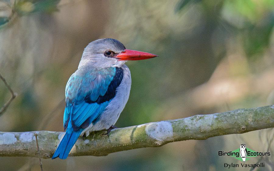 Zululand birding tours