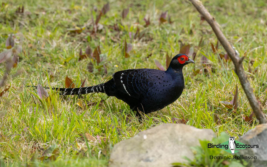 Taiwan Birding Extravaganza Trip Report