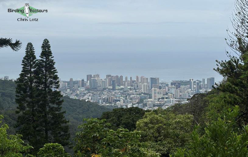 Hawaii Private Birding Tour Report