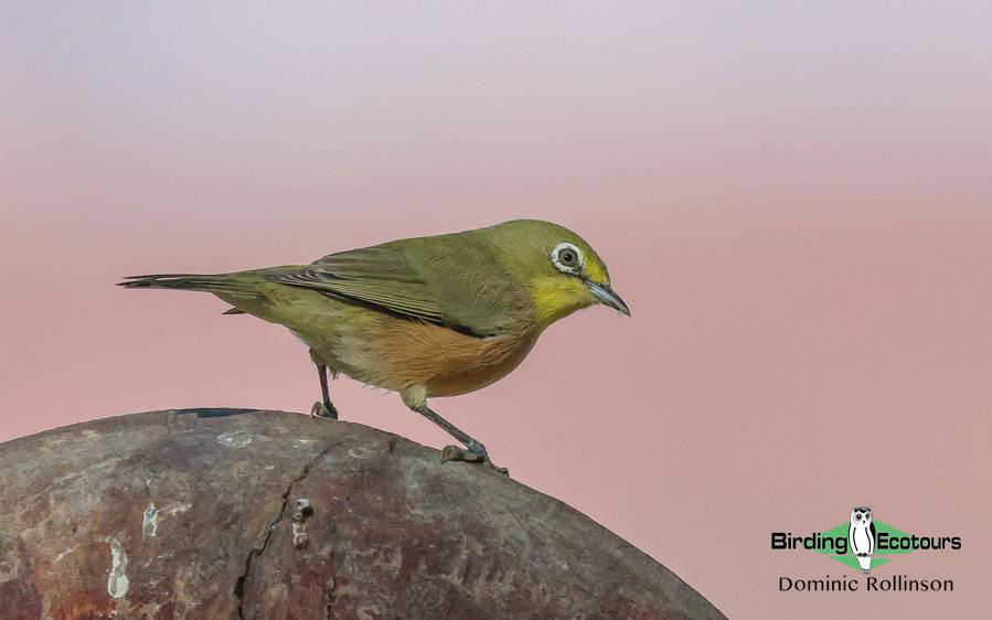Northern Cape birding tour