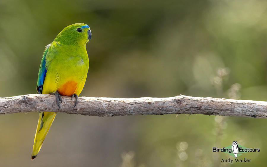 birdwatching colors
