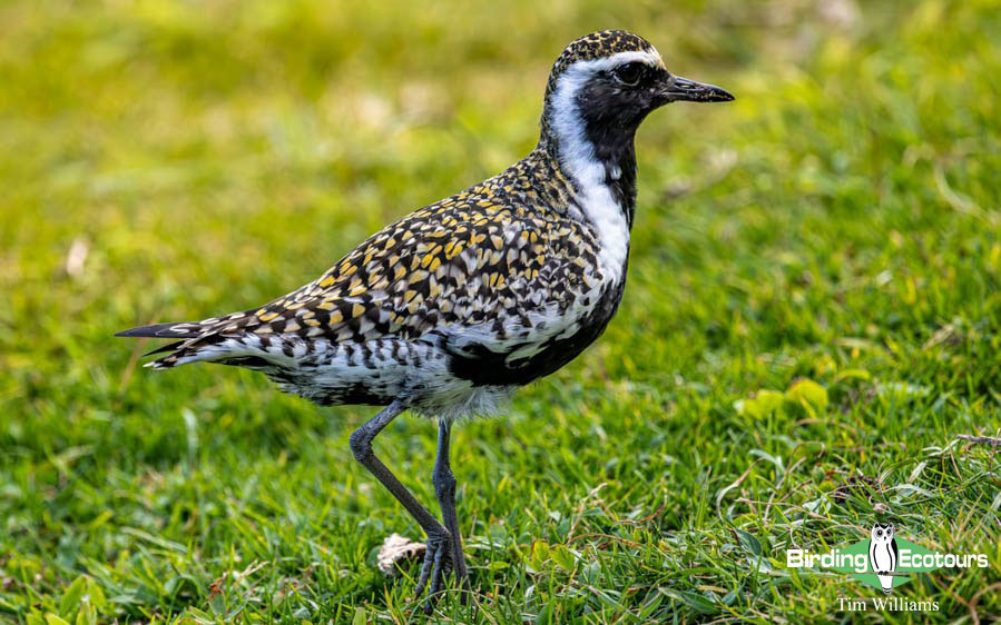 Hawaii Private Birding Tour Report