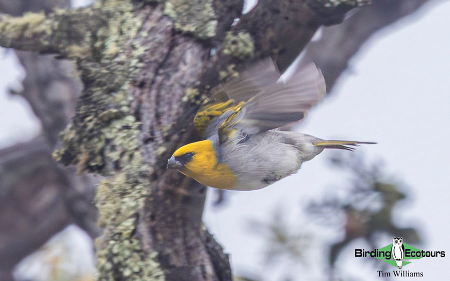 Hawaii Private Birding Tour Report