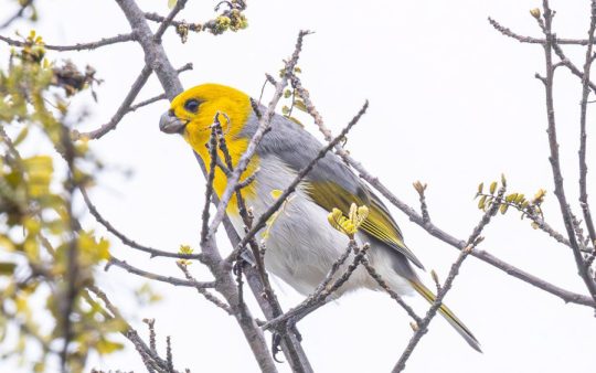 Hawaii Private Birding Tour Report