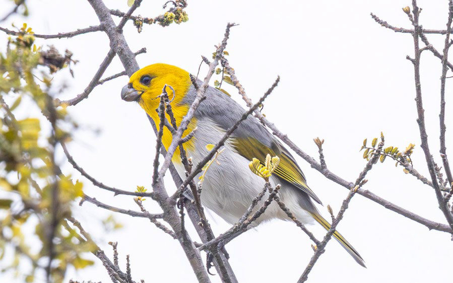Hawaii Private Birding Tour Report