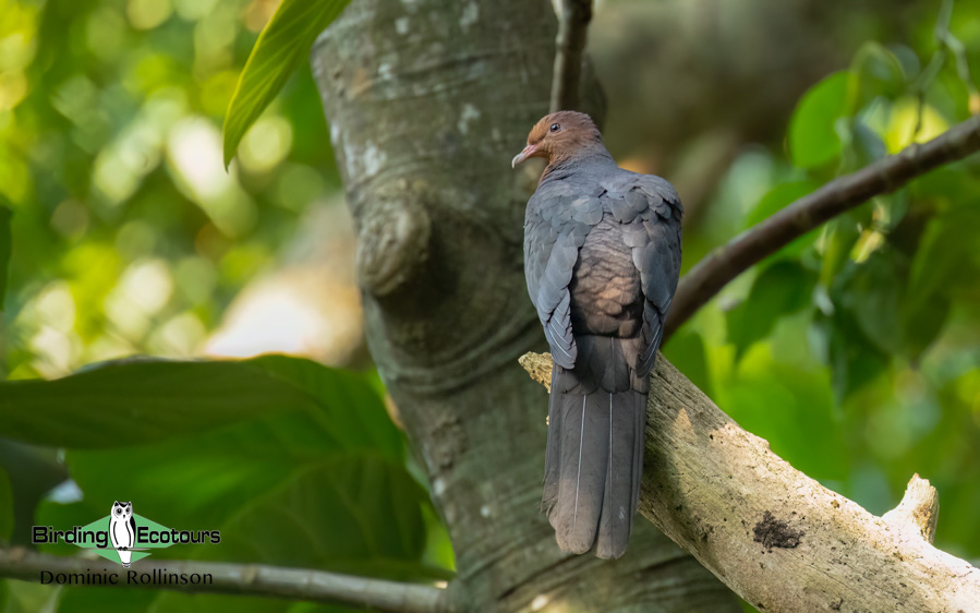 Taiwan Birding Extravaganza Trip Report