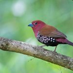 Zululand birding tours