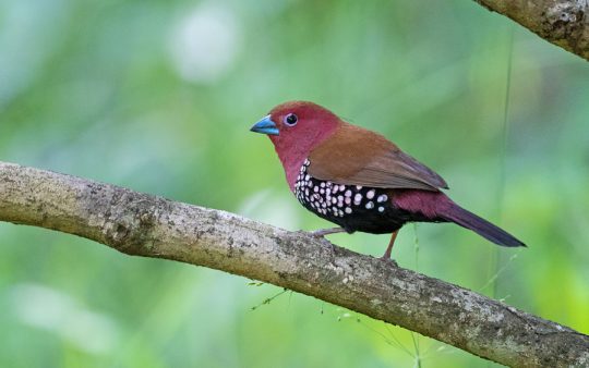 Zululand birding tours