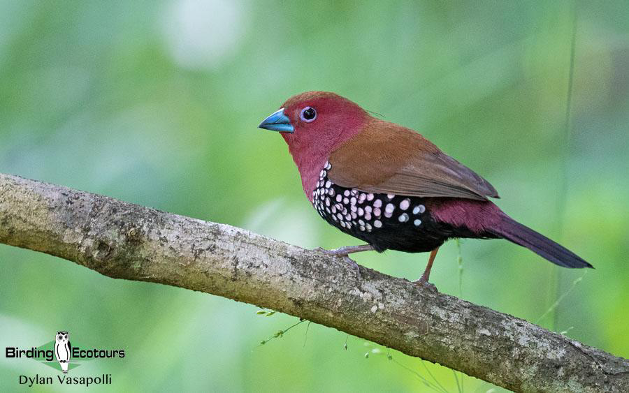 Zululand birding tours