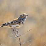 Northern Cape birding tours