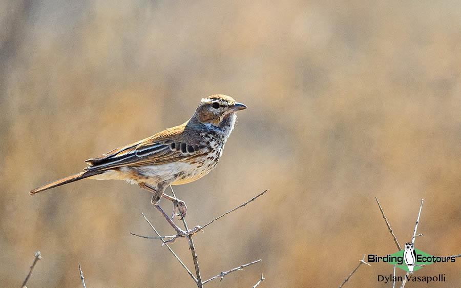 Northern Cape birding tour