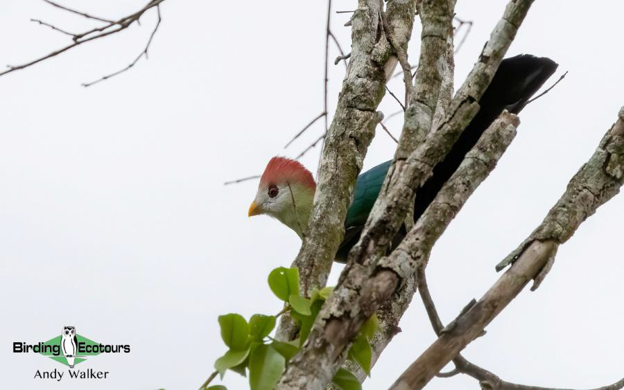 birdwatching colors