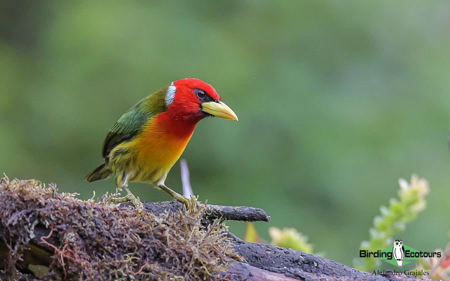 birdwatching colors