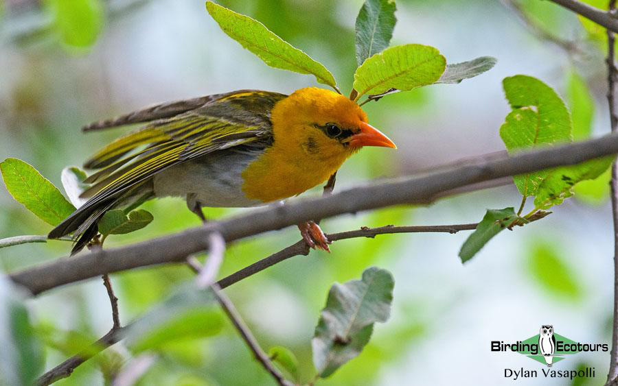 birdwatching colors