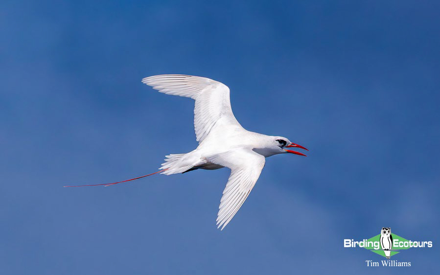 Hawaii Private Birding Tour Report