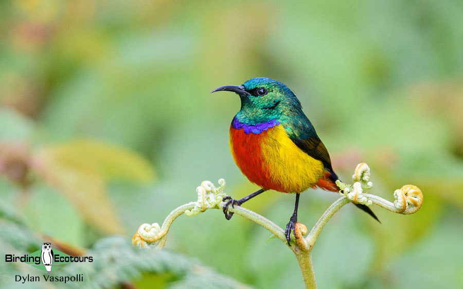 Uganda Birding Tour