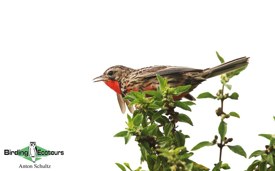 Zululand birding tours