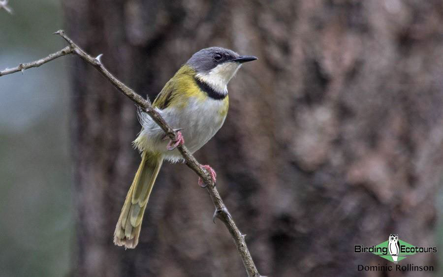 Subtropical South Africa Birding Tour