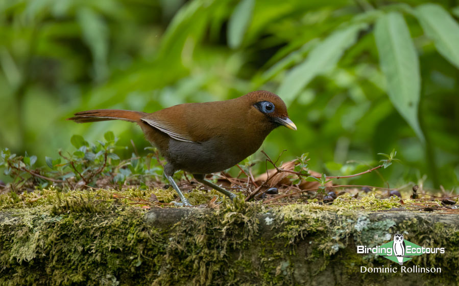 Taiwan Birding Extravaganza Trip Report