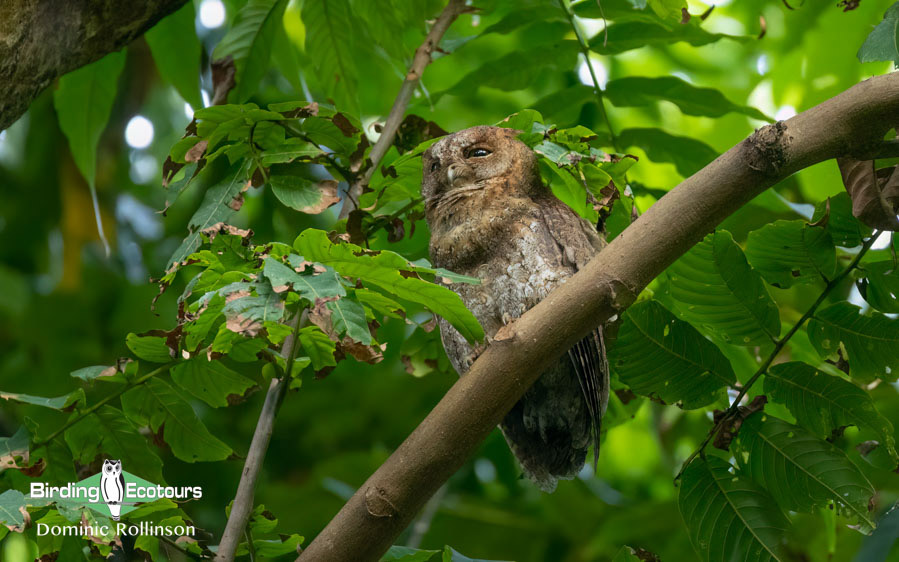 Taiwan Birding Extravaganza Trip Report