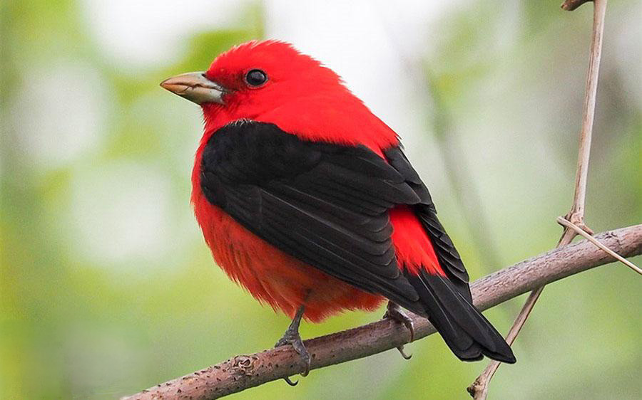 birdwatching colors