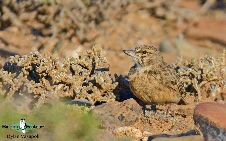 Northern Cape birding tour