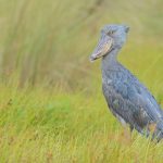 Uganda Birding Tour