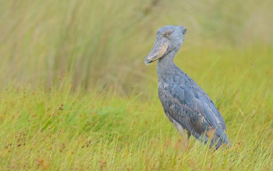 Uganda Birding Tour