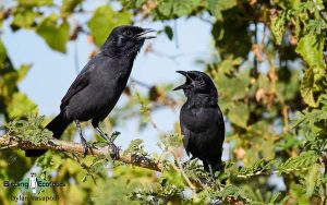 Eastern Uganda Birding Tour
