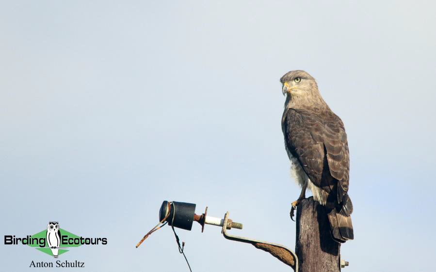 Zululand birding tours