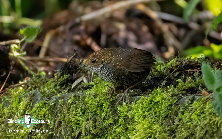 Taiwan Birding Extravaganza Trip Report