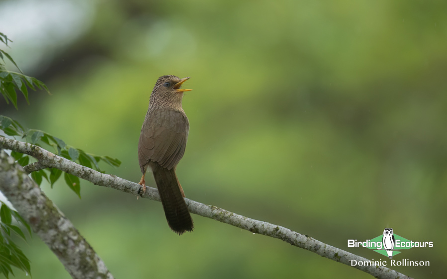 Taiwan Birding Extravaganza Trip Report
